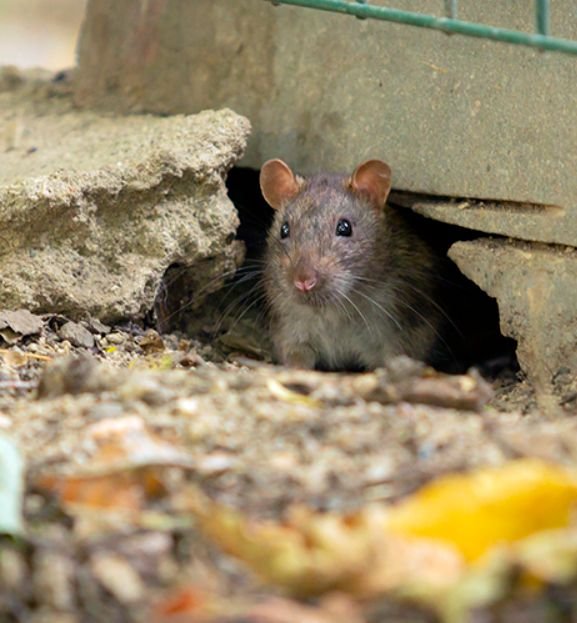 rat control in toronto rat control in toronto