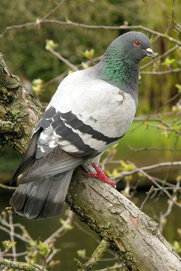rock dove rock dove