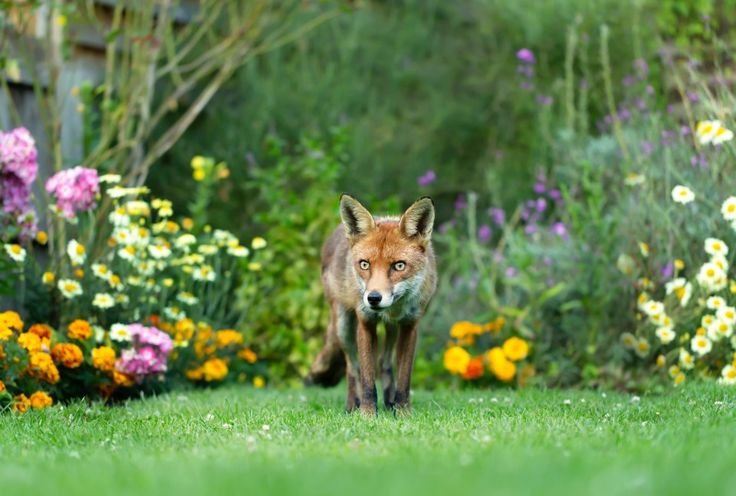 the 4 ways to banish foxes from your garden including the trick which costs just pennies the 4 ways to banish foxes from your garden including the trick which costs just pennies
