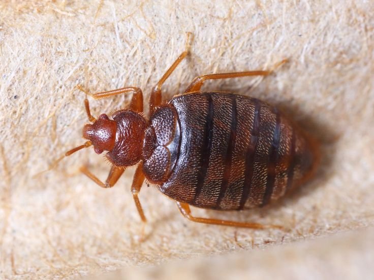 this is how to actually spot a bed bug this is how to actually spot a bed bug